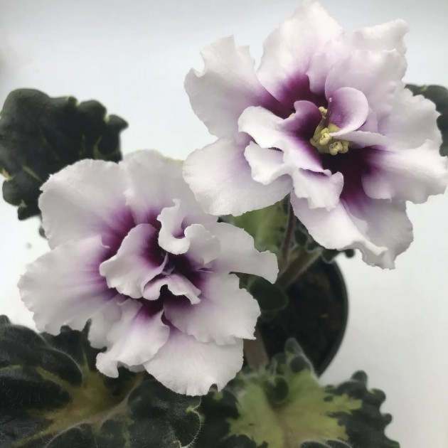 ЛФ-Посмотри в глаза